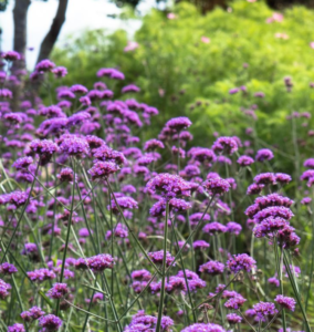 Verbena